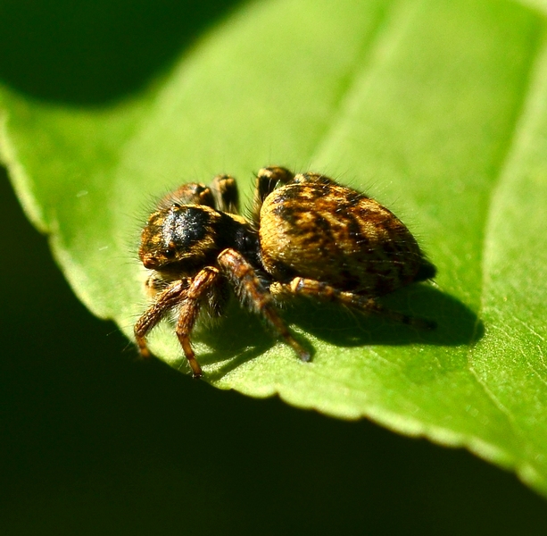 Carrhotus xanthogramma - Moriago (TV)